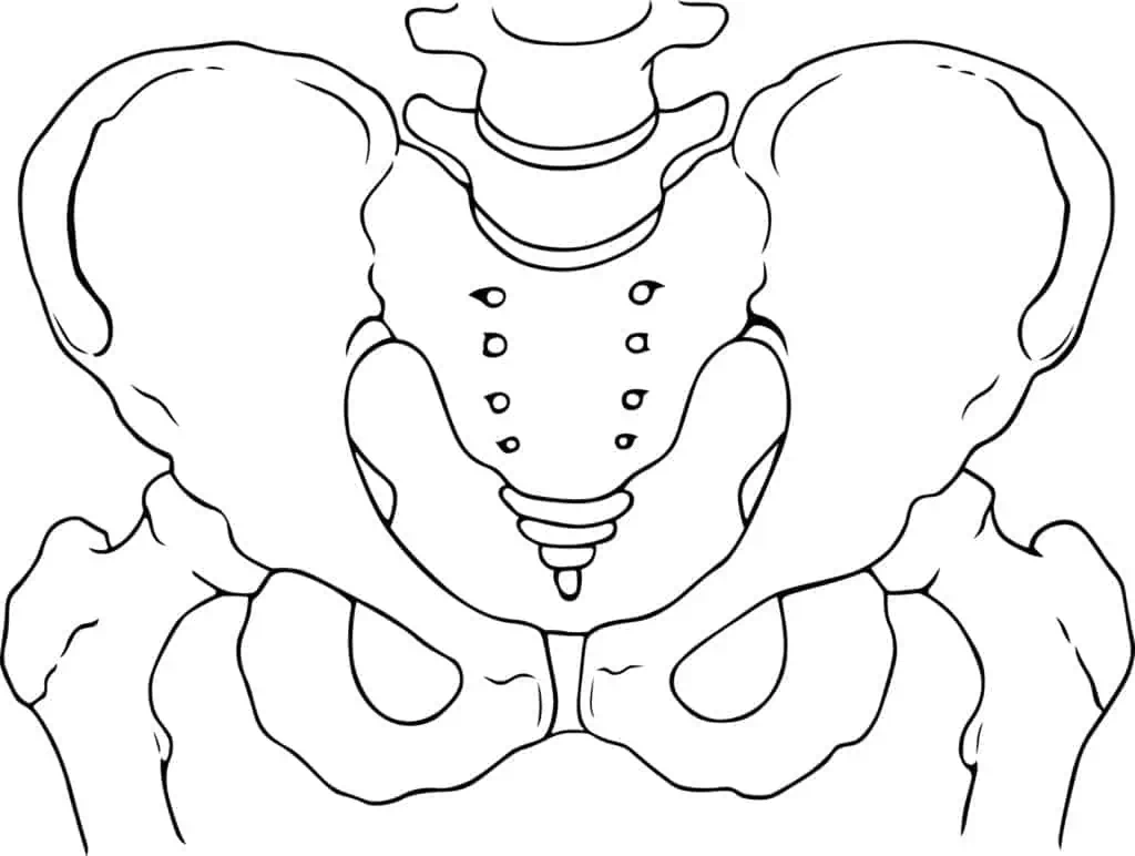 Outline of a human pelvis